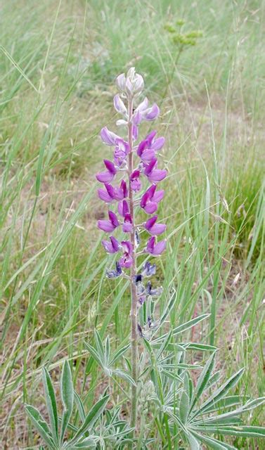 Silky Lupine --(Lupinus sericeus)