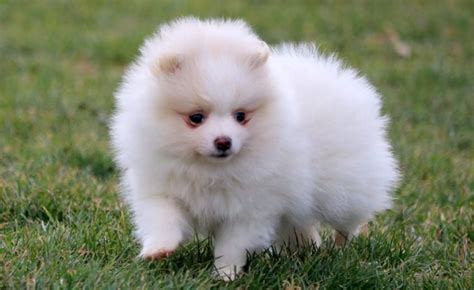 Cute white pomeranian puppies for sale price | Pomeranian puppy ...