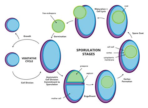 Spore Formation Diagram