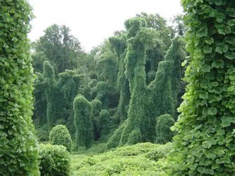 10 Interesting Kudzu Facts - My Interesting Facts