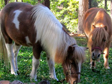 Shetland Pony Facts: Height, Colors, And History