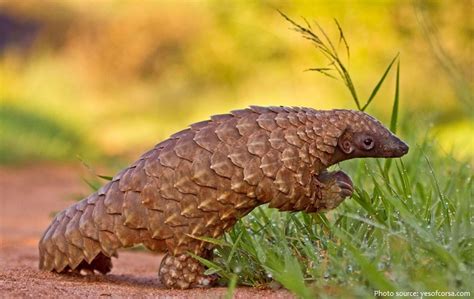 Interesting facts about pangolins | Just Fun Facts