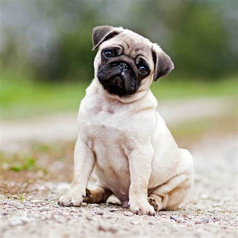 Are Pugs Good Family Dogs