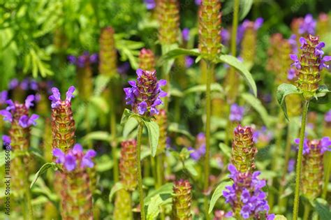 Kleine Brunelle oder Prunella vulgaris - common self-heal or Prunella ...