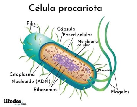 célula procariota🧫 Flashcards | Quizlet