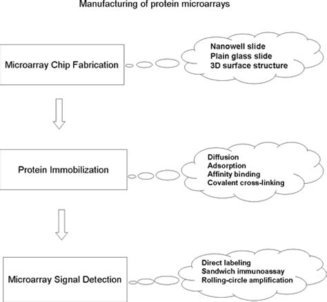 Protein Array Analysis - Department of Statistics - Purdue University