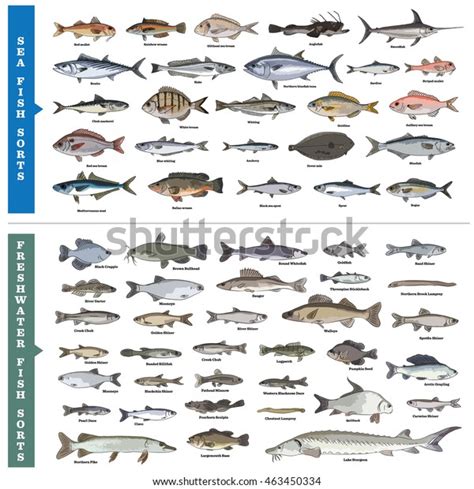 3,071 Mediterranean Fish Species Images, Stock Photos & Vectors ...