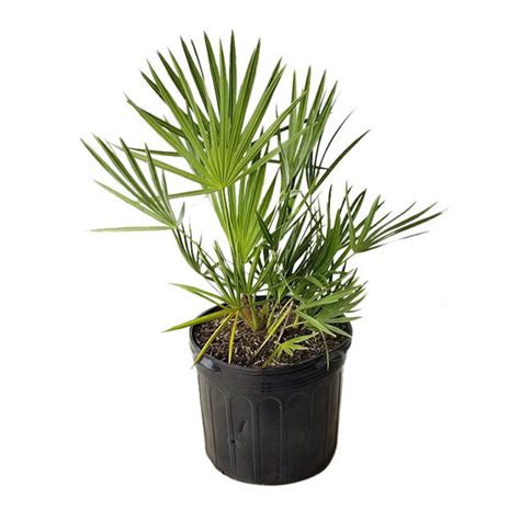 Buy Serenoa repens, Saw Palmetto | Free Shipping over $100