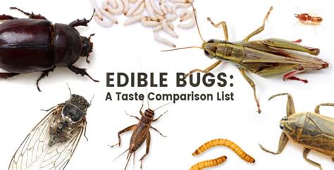 Edible Bugs: Which Ones to Eat (and Always Avoid!) - Dr. Axe