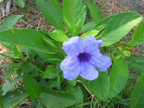 Ruellia tuberosa (Acanthaceae) image 29098 at PhytoImages.siu.edu