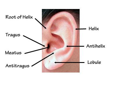 Ear Anatomy | Prominent Ears, Ear Pinning Surgery