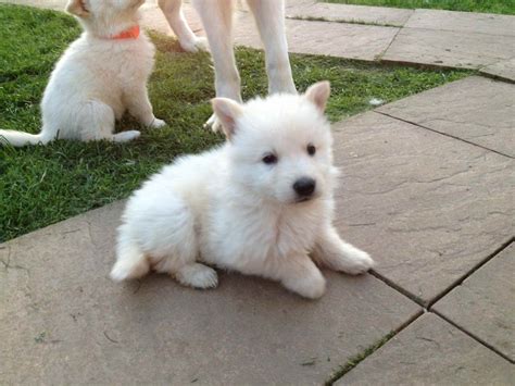 Albino German Shepherd Puppies For Sale | PETSIDI