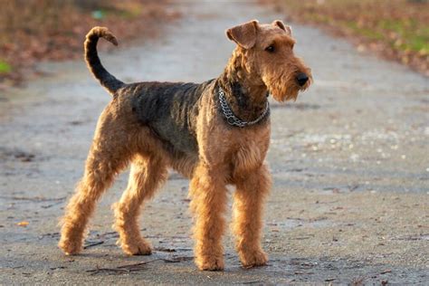 Airedale Terrier Dogs | Dog Breeds