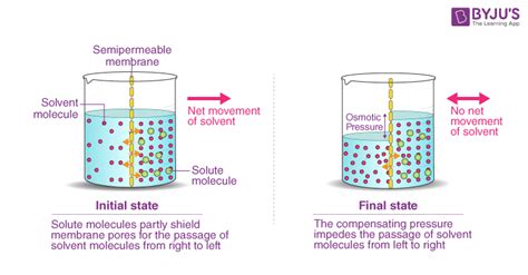 What Is Osmosis? - Definition, Types, Osmotic Pressure