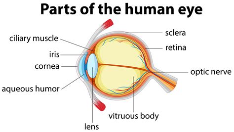 Parts of human eye with name 431288 Vector Art at Vecteezy