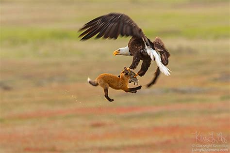 WATCH: Bald eagle and fox tussle over rabbit carcass in mid-air battle ...