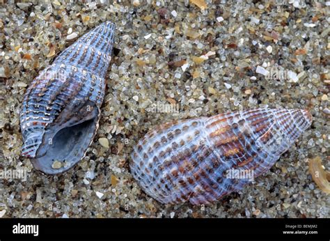 Netted dog whelk (Nassarius reticulatus) shell fossils on beach ...