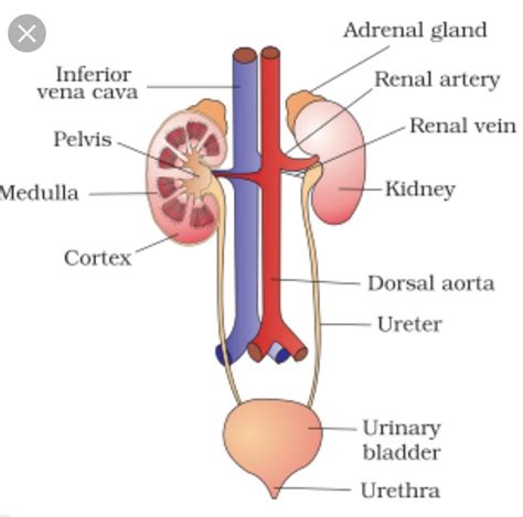 Excretory System Labeled Diagram - alternator