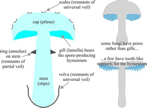 12.3 The observational and experimental basis of fungal developmental ...