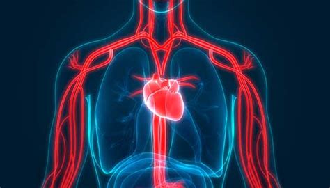 Heart Transplant | Johns Hopkins Medicine