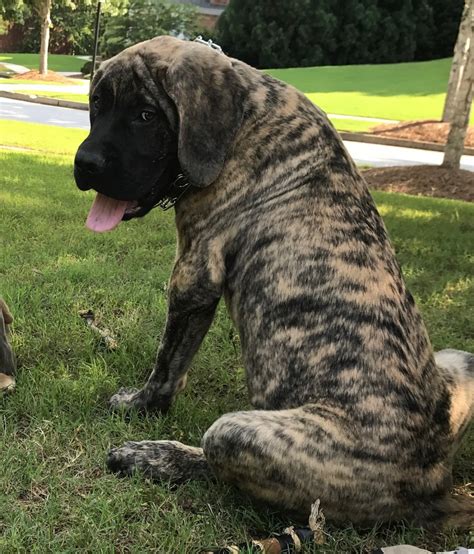 English Mastiff Puppies For Sale | Atlanta, GA #221444