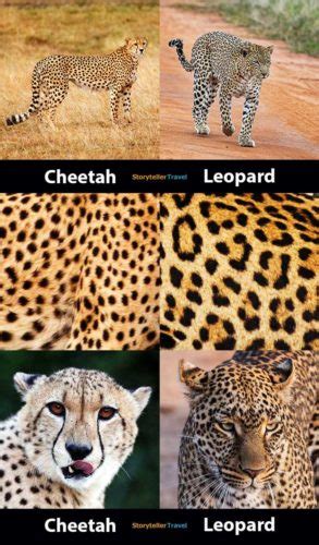 Cheetah vs Leopard: 14 Key Differences (Speed, Size, Spots ...