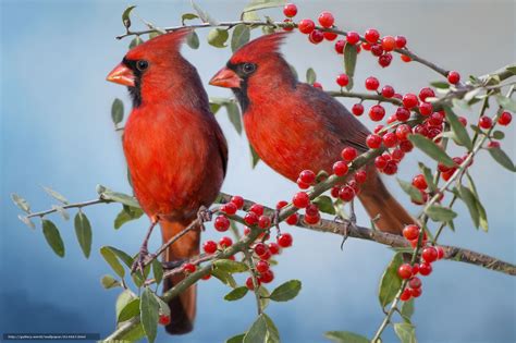 cardinal bird photos | Download wallpaper Red Cardinal, Cardinals ...