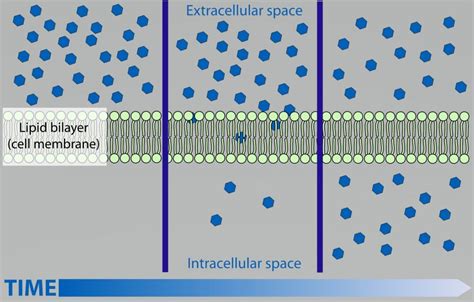 Simple Diffusion - Definition and Examples - Biology Online Dictionary