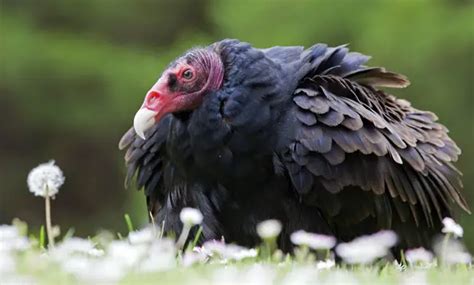 Turkey Vulture Facts | Anatomy, Diet Habitat, Behavior - Animals Time