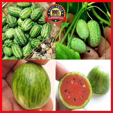 100+ Pcs Mini Watermelon Seeds Cucamelon Red Miniature Fruit Home ...