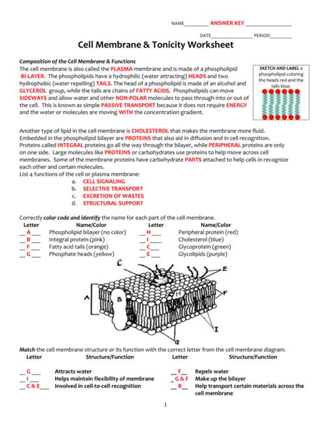 Cell Membrane Coloring Worksheet Answer Key — db-excel.com