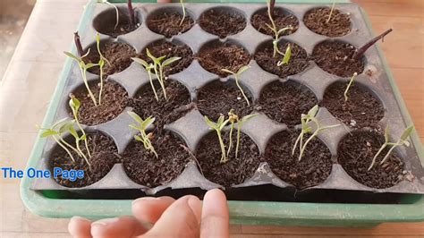 How to grow brinjal from seeds with update, Brinjal from seeds at home ...