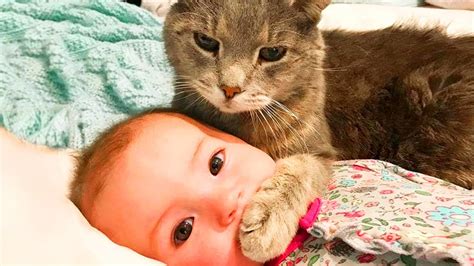 Cats and Babies are Best Friends – Cute Baby and Cats compilation - Pet ...