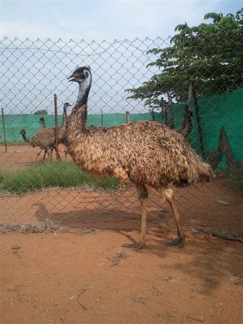 Emu Farming Guide: July 2011