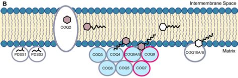 Biosynthesis of coenzyme Q. (A) The CoQ biosynthetic pathway is largely ...