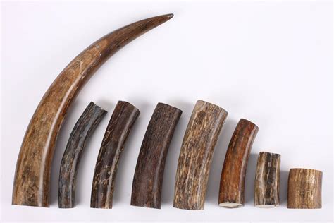 What is Mammoth Ivory? - Arctic Antiques