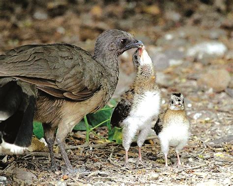 Plain Chachalaca at SANWR