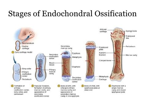 Histogenesis of Bone, Repair of Bone fractures, Steps of Bone Growth ...