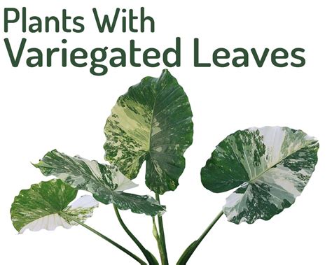 15 Plants with Variegated Leaves - My Little Jungle