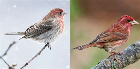 House Finch or Purple Finch? Here's How to Tell Them Apart | Audubon