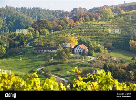 Hillside farm and vineyard at Jeruzalem near Ljutomer, Stajerska ...