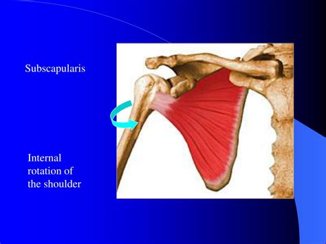 PPT - Shoulder region muscles PowerPoint Presentation, free download ...