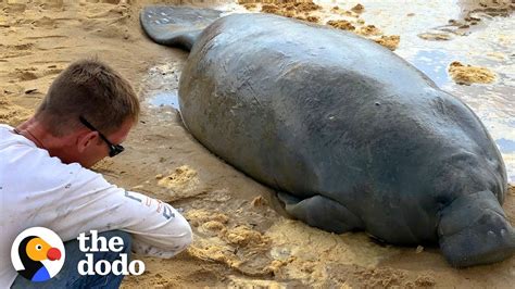 Stranded Manatee Rescued by Bulldozer | The Dodo - YouTube