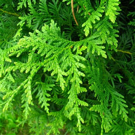 NORTHERN WHITE CEDAR Thuja Occidentalis - 50 SEEDS