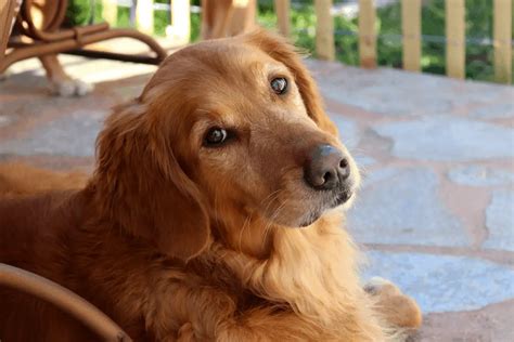 Common Golden Retriever Allergies: Causes & Treatments