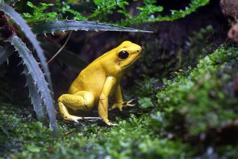 Poison Dart Frogs - Wild Animals News & Facts