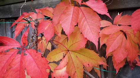 Virginia Creeper - Fall Color My Backyard Ontario Canada - YouTube