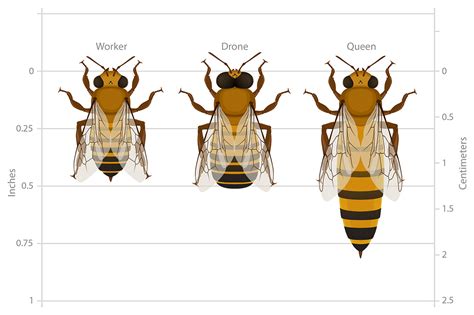 Bee Anatomy | Deviche Designs