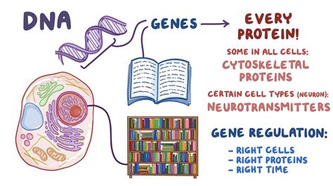 Gene regulation: Video, Anatomy, Definition & Function | Osmosis