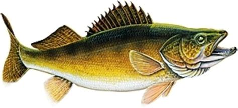 walleye sticker - Clip Art Library